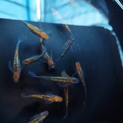 メダカ・忘却の翼　成魚　２ペア　の画像