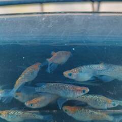 メダカ・忘却の翼　成魚　２ペア　の画像