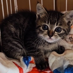 子猫ちゃんの里親さん募集です(=^ェ^=)
