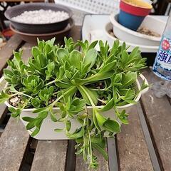 多肉植物　ドドランタリス