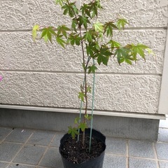 イロハモミジ苗木