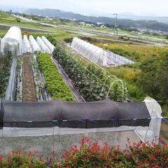 家庭菜園を一緒に楽しみませんか