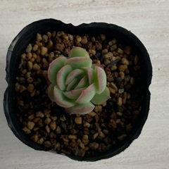 多肉植物　花月夜　小苗の画像