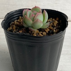 多肉植物　花月夜　小苗の画像