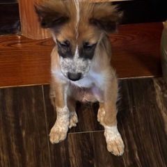 元野良犬 − 石川県
