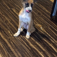 元野良犬