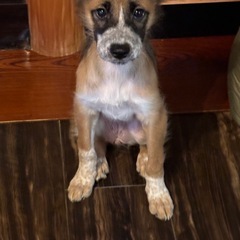 元野良犬 - 犬