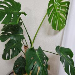 モンステラ　130㎝　葉１３枚