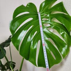 モンステラ　130㎝　葉１３枚の画像