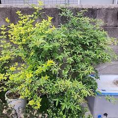 『終了』モッコウバラ 黄色 八重