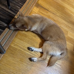 多頭飼育崩壊の子犬