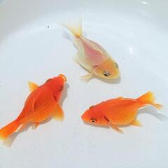 玉サバ【二歳】の画像