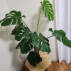 モンステラ　130㎝　葉１３枚の画像