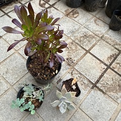 多肉植物🪴