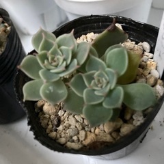 多肉植物　マーガレットレッピン