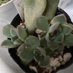 多肉植物　ピンクプリティ2