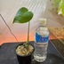 ランキングキーワードに紐づく投稿画像-観葉植物