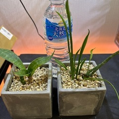 観葉植物　サンセベリア　サンスベリア