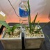ランキングキーワードに紐づく投稿画像-観葉植物