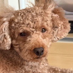 今まで大切に育てて来ました、オスです。