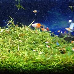 熱帯魚 レッドトップミッキー・タイガー各種稚魚の画像