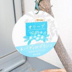 受渡し予定者決定【おまけ付き】オリーブの木 ガーデニング 園芸 植木 観葉植物の画像