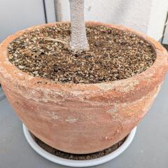 受渡し予定者決定【おまけ付き】オリーブの木 ガーデニング 園芸 植木 観葉植物の画像