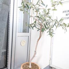 オリーブの木 ガーデニング 園芸 植木 観葉植物