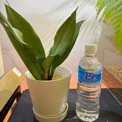 観葉植物　サンセベリア　サンスベリア
