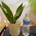 ランキングキーワードに紐づく投稿画像-観葉植物