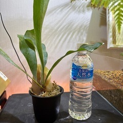 観葉植物　ビカクシダ