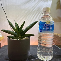 観葉植物　サンセベリア　サンスベリア