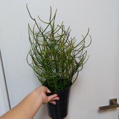ミルクブッシュ