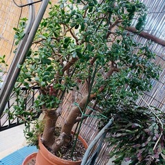 🪴大型　金のなる木　鉢植え　