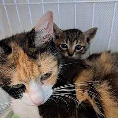 1ヶ月キジトラ子猫&三毛ママ猫