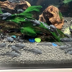 プレコ　熱帯魚　5匹
