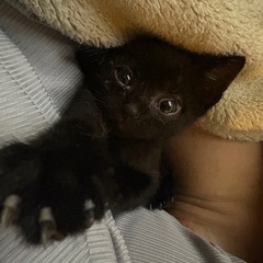 子猫の里親様を募集します