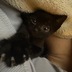 ランキングキーワードに紐づく投稿画像-黒猫