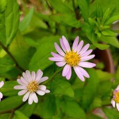 蕾付き山野草の菊苗　長く咲く　【環境により驚く程長く咲く】鉢うえ...