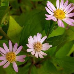 蕾付き山野草の菊苗　長く咲く　【環境により驚く程長く咲く】鉢うえで楽しめる🥳の画像