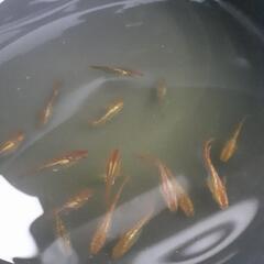 メダカ