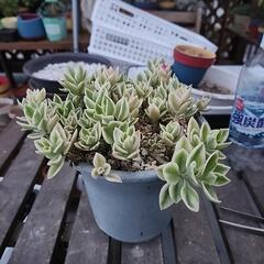 多肉植物ベビーサンローズ斑入り