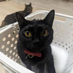 【再掲】至急引き取り希望です。黒猫