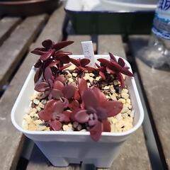多肉植物　ファイヤークラッカー