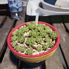 多肉植物ウインクレリー