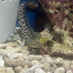 ヘリゴイシウツボ【海水魚】