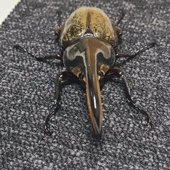 発送可　即ブリ　ヘラクレスオオカブト　