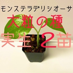 大粒のモンステラデリシオーサの種から生育した実生です！2苗（株）Ａ⑧