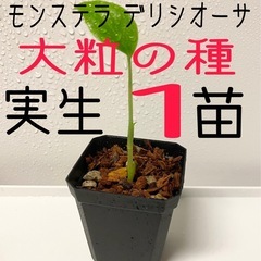 大粒のモンステラデリシオーサの種から生育した実生です！1苗（株）⑨