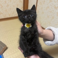 生後1ヶ月半の黒猫 雨くん